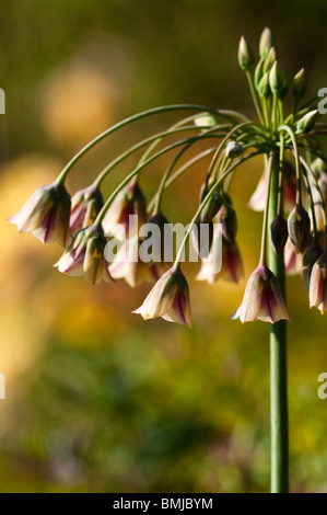 L'allium bulgaricum subsp. Nectaroscordum siculum en fleurs à la fin du printemps Banque D'Images