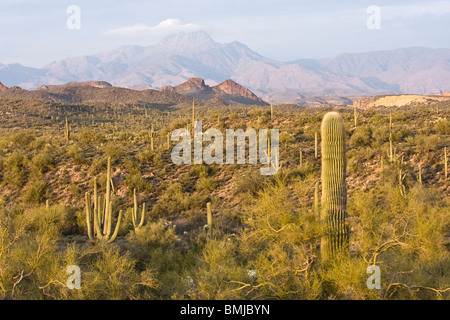 Cactus Saguaro à Superstition Mountains, près de Apache Junction, Arizona. Banque D'Images