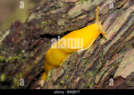 Stock photo d'une banane sauteuse escalade le tronc d'un séquoia géant dans le parc national de Redwood, en Californie. Banque D'Images