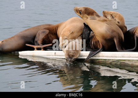 Stock photo d'un groupe de lions de mer de Californie reposant sur un quai, Moss Landing, California. Banque D'Images