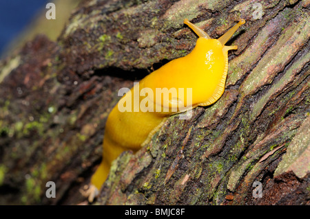 Stock photo d'une banane sauteuse escalade le tronc d'un séquoia géant dans le parc national de Redwood, en Californie. Banque D'Images