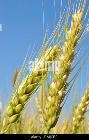 Un couple de chefs de blé contre un fond de ciel bleu presque prêts pour la récolte. Banque D'Images