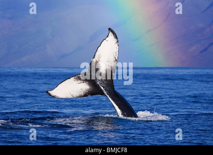 Queue de baleine à bosse avec rainbow, Molokai, Hawaï. Banque D'Images