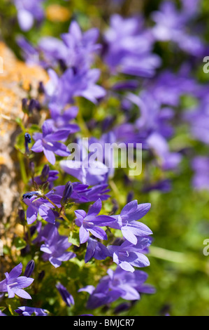 Campanula portenschlagiana, Mur ou Adria Bellflower, poussant sur un mur de pierre au printemps Banque D'Images