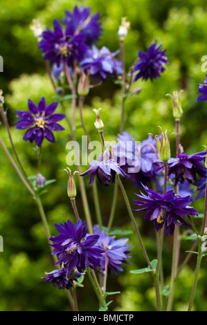 Aquilegia 'Blue Barlow' en fleurs à la fin du printemps Banque D'Images