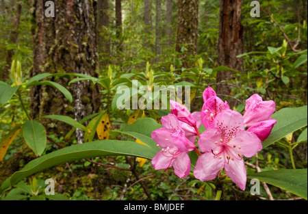 La floraison des rhododendrons en forêt ; McKenzie River Trail, forêt nationale de Willamette, Oregon. Banque D'Images