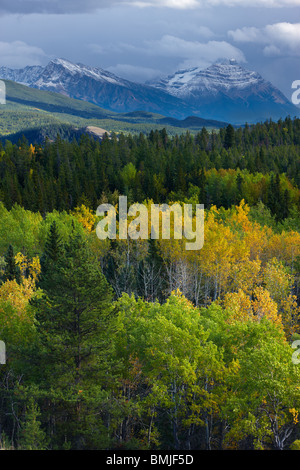 Couleurs d'automne nr Patricia Lake, Jasper National Park, Alberta, Canada Banque D'Images
