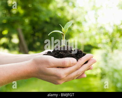 Planter dans la main Banque D'Images