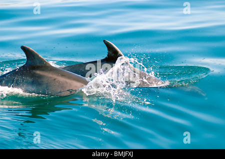 Les grands dauphins Tursiops truncatus la baie Cardigan Wales UK Banque D'Images