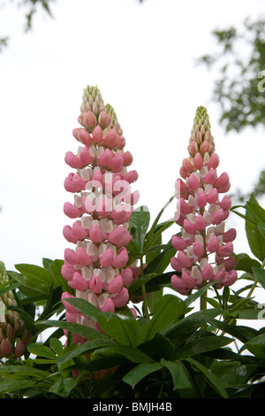 Belles fleurs lupins dans un jardin mixte border , Hampshire, Angleterre, Royaume-Uni. Banque D'Images