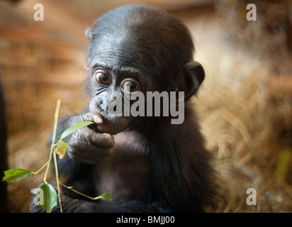 Mignon bébé singe Bonobo (pan paniscus) Banque D'Images