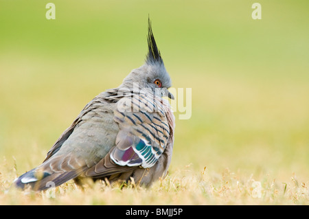 Australian Crested Pigeon Ocyphaps lophotes Banque D'Images