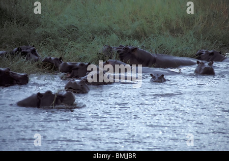 L'Hippopotame (Hippopotamus amphibius), Parc National de Chobe, Botswana, District du Nord-Ouest Banque D'Images