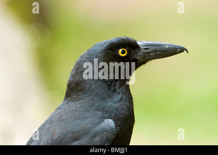 Pied Strepera graculina Currawong Australie Banque D'Images