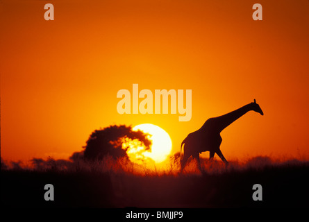 L'Afrique, Botswana, Chobe National Park, la Girafe (Giraffa camelopardalis) passe devant un coucher de soleil le long de berges de rivière Chobe Banque D'Images