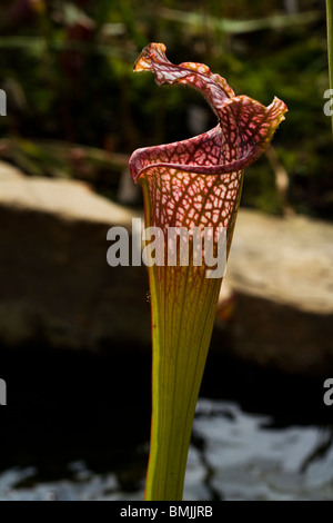 Gros plan d'une Sarracenia plante Banque D'Images