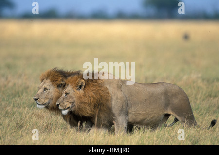Le Botswana, Chobe National Park, homme lions (Panthera leo) Promenade à travers les hautes herbes à Savuti Marsh Banque D'Images