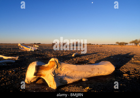 Le Botswana, le Parc National de Nxai Pan, Setting sun lights os d'éléphants (Loxodonta africana) sur le désert du Kalahari à Nxai Pan Banque D'Images