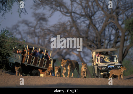 Le Botswana, Chobe National Park, la fierté du lion (Panthera leo) promenades dans l'avant du camion safari à l'aube le long de la rivière Chobe Banque D'Images