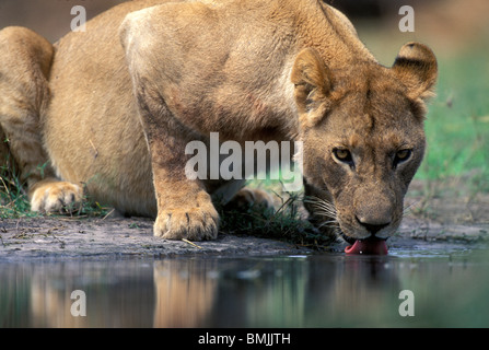 Le Botswana, Moremi, Lioness (Panthera leo) Boissons à partir de la piscine le long de la rivière Khwai tôt le matin Banque D'Images