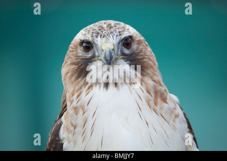 Une femelle, rouge queue rousse ou Chickenhawk (Buteo jamaicensis) en captivité dans le Lincolnshire, Angleterre Banque D'Images