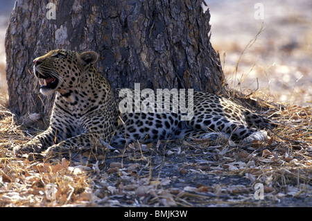 Le Botswana, Moremi, mâle adulte, Leopard (Panthera pardus) repose à l'ombre de l'arbre près de la rivière Khwai Banque D'Images