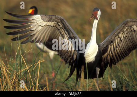 L'Afrique. Le Botswana, Moremi, la grue caronculée (Bugeranus) carunculatis Xakanaxa en toilettage près de Marsh à l'aube Banque D'Images