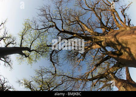 Le Botswana, le Parc National de Nxai Pan, Morning sun lights twisted branches de Baines baobabs, Banque D'Images