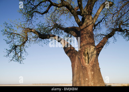 Le Botswana, le Parc National de Nxai Pan, Morning sun lights twisted branches de Baines baobabs, Banque D'Images
