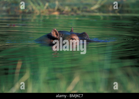 L'Afrique, Botswana, Moremi, Hippopotame (Hippopotamus amphibius) nage dans Khwai River à l'aube Banque D'Images