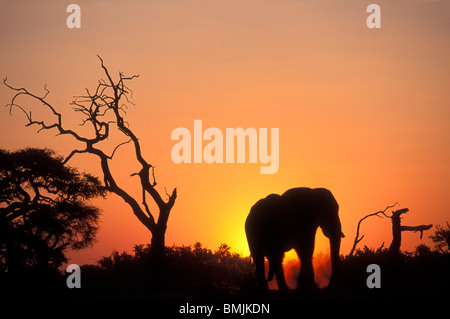 L'Afrique, Botswana, Chobe National Park, Setting sun lights Elephant (Loxodonta africana) près de trou d'eau dans Savuti Marsh Banque D'Images