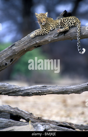 Le Botswana, Chobe National Park, Hot Leopard (Panthera pardus) repose sur membre de l'arbre mort à Savuti Marsh Banque D'Images