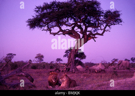 L'Afrique, Botswana, Chobe National Park, l'Accouplement paire de Lion et lionne (Panthera leo) reste sous arbre dans Savuti Marsh au crépuscule Banque D'Images