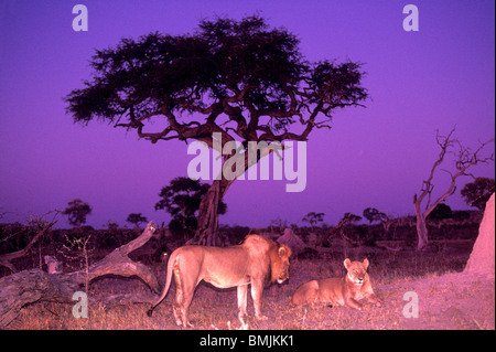 L'Afrique, Botswana, Chobe National Park, l'Accouplement paire de Lion et lionne (Panthera leo) reposant par termitière au crépuscule Banque D'Images