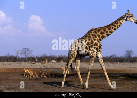 L'Afrique, Botswana, Chobe National Park, la Girafe (Giraffa camelopardalis) près de l'Impala petit troupeau dans Savuti Marsh Banque D'Images