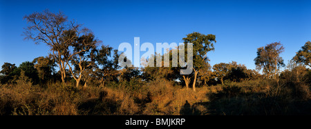 Le Botswana, Moremi, Setting sun lights forêt le long de la rivière Khwai mopane dans Okanvango Delta comme lune se lève Banque D'Images