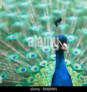 Belle queue de paon aux couleurs complètement ouvert Banque D'Images