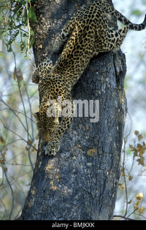 Le Botswana, Moremi, femelles adultes de Leopard (Panthera pardus) descend de l'arbre dans les forêts de mopane à sec Banque D'Images