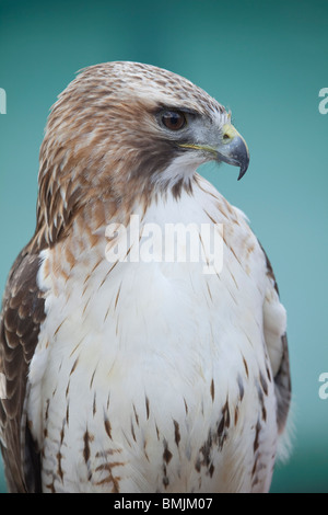 Une femelle, rouge queue rousse ou Chickenhawk (Buteo jamaicensis) en captivité dans le Lincolnshire, Angleterre Banque D'Images