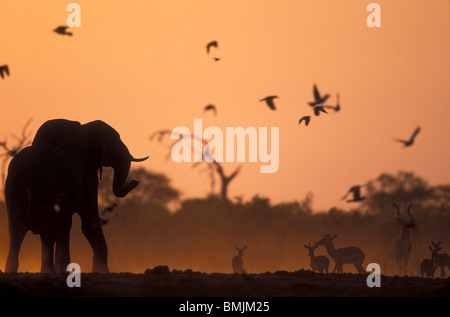 Le Botswana, Chobe National Park, Elephant (Loxodonta africana) boire à un trou d'eau par troupeau Impala dans Savuti Marsh à l'aube Banque D'Images