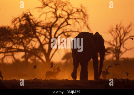 Le Botswana, Chobe National Park, Elephant (Loxodonta africana) boire à un trou d'eau par troupeau Impala dans Savuti Marsh à l'aube Banque D'Images