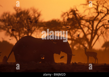 Le Botswana, Chobe National Park, Elephant (Loxodonta africana) boire à un trou d'eau par troupeau Impala dans Savuti Marsh à l'aube Banque D'Images