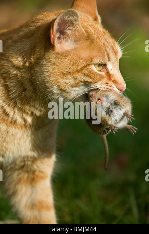 Un chat avec une souris dans la bouche Banque D'Images