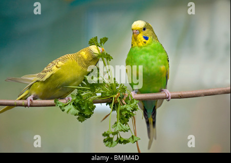 Deux perruches à persil / Melopsittacus undulatus Banque D'Images