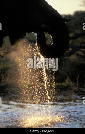 Le Botswana, Chobe National Park, Setting sun lights Elephant (Loxodonta africana) boire à un trou d'eau dans la région de Savuti Marsh Banque D'Images