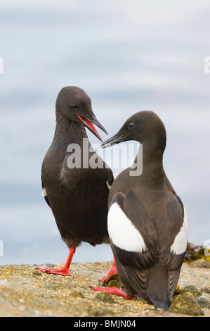 Le Guillemot à miroir (Cepphus grylle) adultes sur le mur du port Oban en Écosse. Banque D'Images