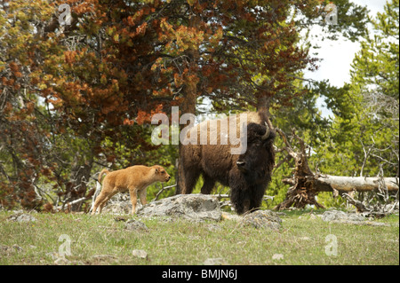 Un Bison, ou American Buffalo, avec un veau promenades près de touristes dans le Parc National de Yellowstone. Wyoming, USA Banque D'Images