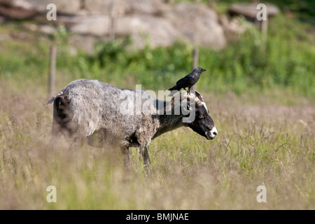 Péninsule scandinave, en Suède, Göteborg, vue de geai oiseau posé sur des moutons Banque D'Images