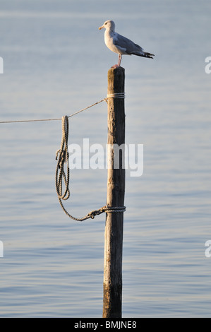 Une mouette Banque D'Images