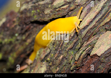 Stock photo d'une banane sauteuse escalade le tronc d'un séquoia géant dans le parc national de Redwood, en Californie. Banque D'Images